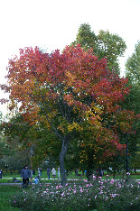 Осень 2016. Новодевичьи пруды