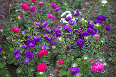 Осенние цветы. Парк Коломенское