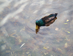 Московская осень. Новодевичьи пруды